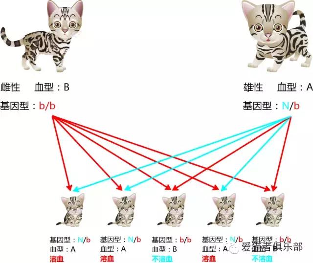 猫的血型，你又知多少？