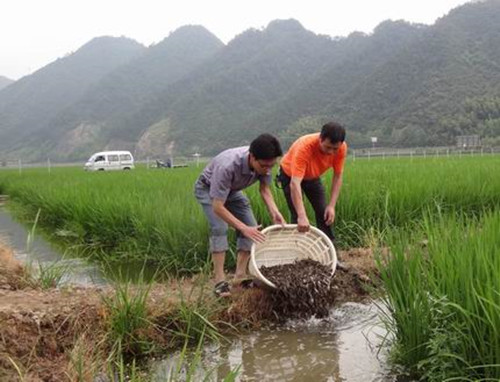 泥鳅稻田养殖怎样捕捞,安徽稻田养殖泥鳅成本利润