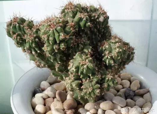 多肉植物仙人掌怎样养得粗壮,山影拳仙人山图片