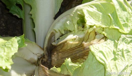 防治细菌性病害，用这个配方就够了，效果超好