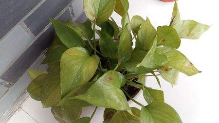 绿萝黄叶有几种原因及处理方法,绿萝黄叶原因怎样处理