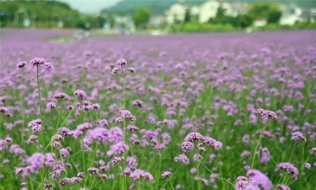 祥和家园杀人事件,祥和家园门口杀人案