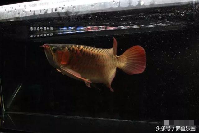 龙鱼不同时期应该做的事,龙鱼各个阶段注意什么