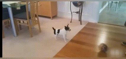 世界杯来啦,这些动物也会踢足球,个个技术高超!