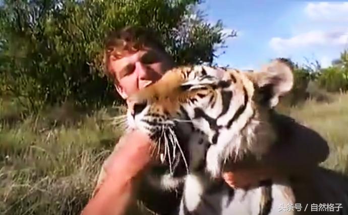 如果在野外遇到老虎你该如何自救,在野外遇到老虎正确做法