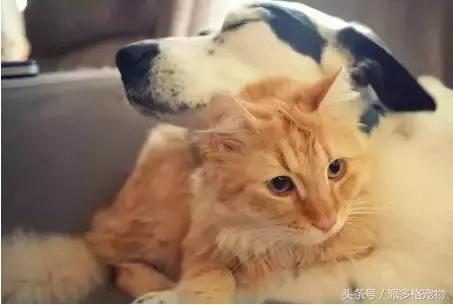 狗狗发情了,该怎么护理……