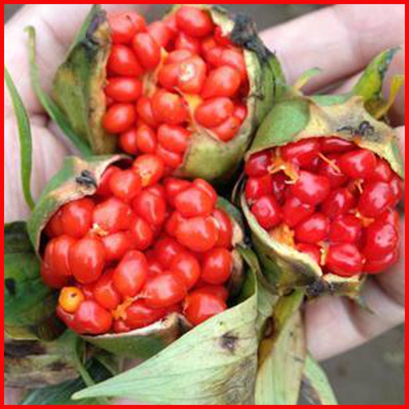 七叶一枝花林下种植防野猪,七叶一枝花中药材种植