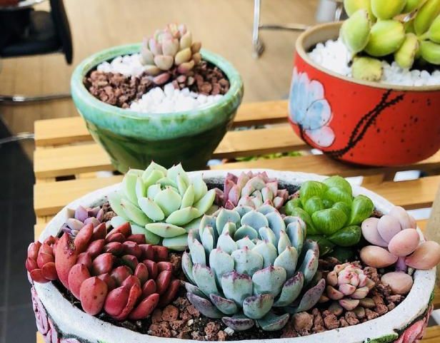 多肉开花的花箭该不该剪,多肉晾根期间为什么会长花箭