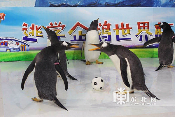 哈尔滨极地馆的逃学企鹅馆,哈尔滨极地馆逃学企鹅冰淇淋