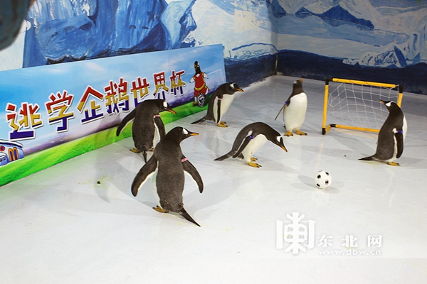 哈尔滨极地馆的逃学企鹅馆,哈尔滨极地馆逃学企鹅冰淇淋