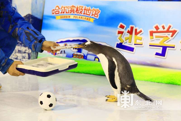 哈尔滨极地馆的逃学企鹅馆,哈尔滨极地馆逃学企鹅冰淇淋