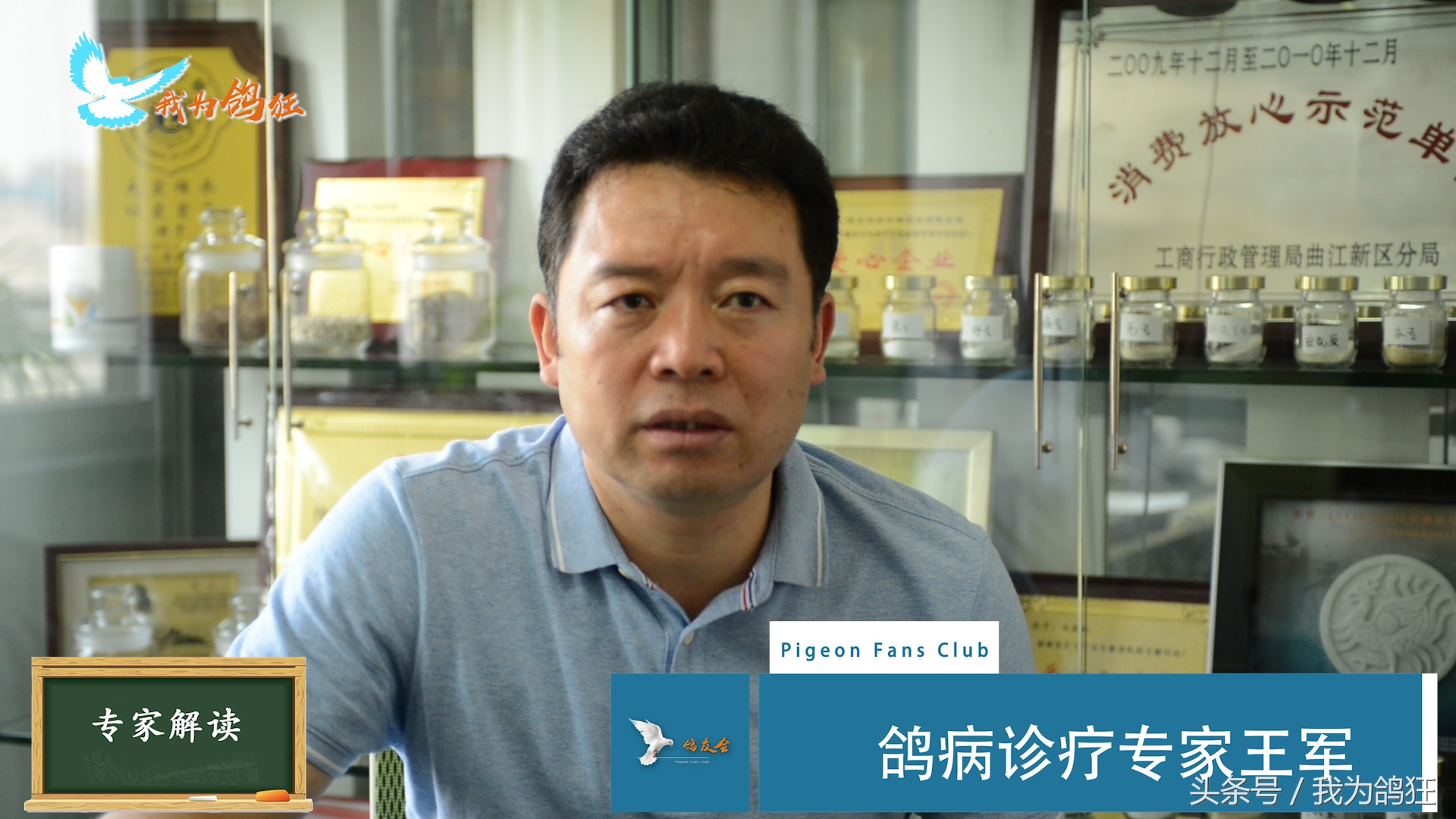 赛鸽医院专家三天治愈病幼鸽赛手重上赛场祝它赛场摘金夺银