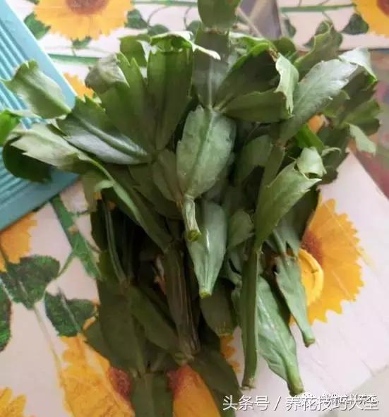 蟹爪兰长得好好的就断了怎么回事,蟹爪兰花谢了怎么处理才能复花