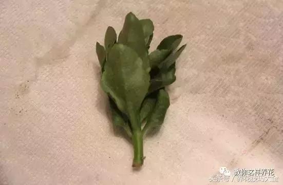 蟹爪兰长得好好的就断了怎么回事,蟹爪兰花谢了怎么处理才能复花