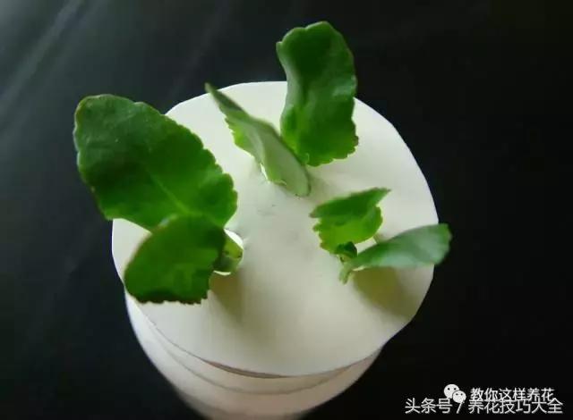 蟹爪兰长得好好的就断了怎么回事,蟹爪兰花谢了怎么处理才能复花