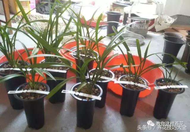 蟹爪兰长得好好的就断了怎么回事,蟹爪兰花谢了怎么处理才能复花