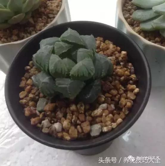 蟹爪兰长得好好的就断了怎么回事,蟹爪兰花谢了怎么处理才能复花