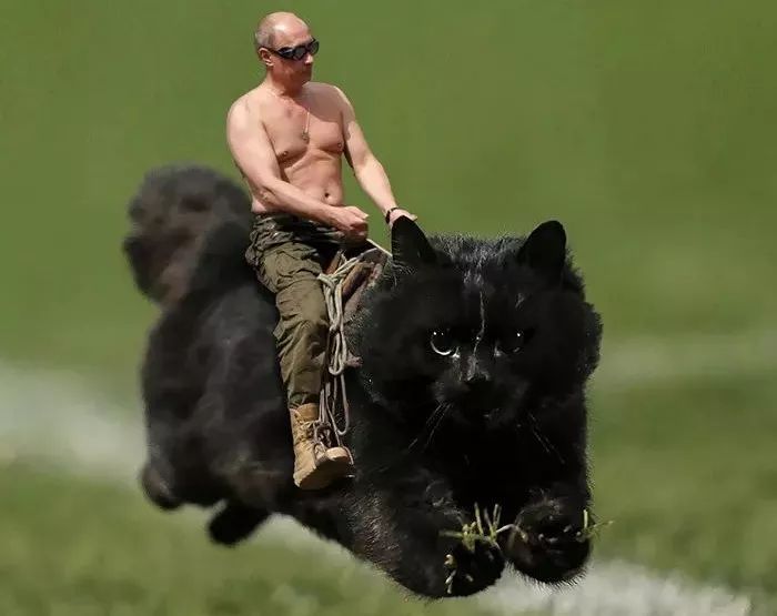 世界杯预言家已上线谁又是预言家,世界杯预言猫