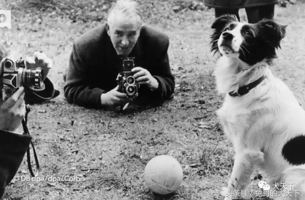 足球吉祥物狗狗盘点,一只狗狗拯救了无数人