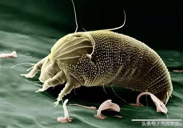 黑皮果锈壁虱,锈壁虱的黑皮能掉吗