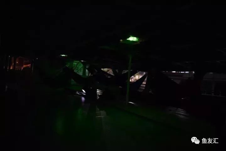 特隆贝塔如何饲养,特隆贝塔半皇与红彩区别