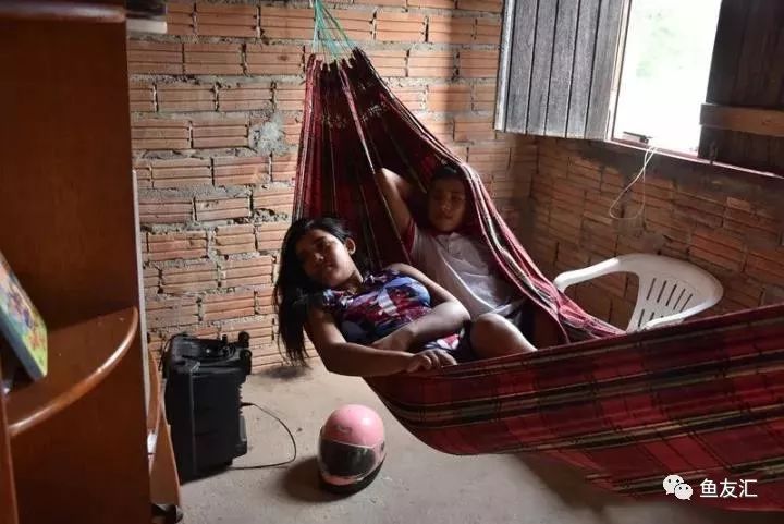 特隆贝塔如何饲养,特隆贝塔半皇与红彩区别