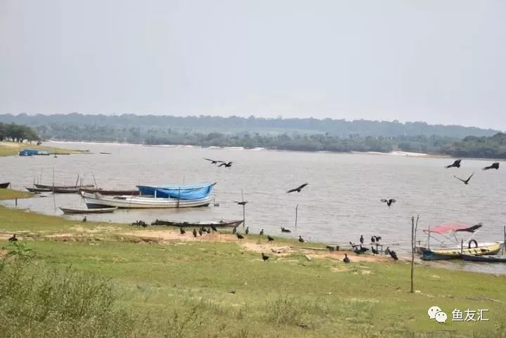 特隆贝塔如何饲养,特隆贝塔半皇与红彩区别