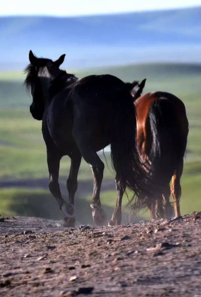 甘肃张掖军马场旅游 (张掖最好的军马场)