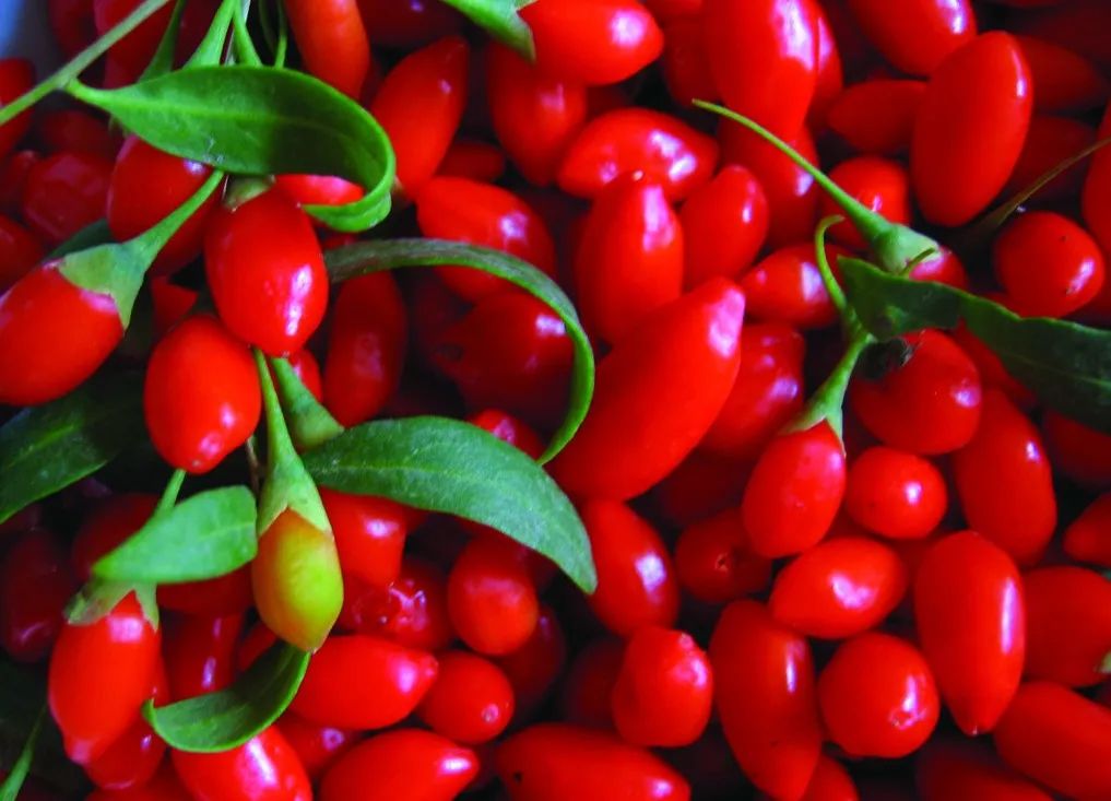 啤酒泡枸杞下一句是啥,为什么啤酒泡枸杞不醉人