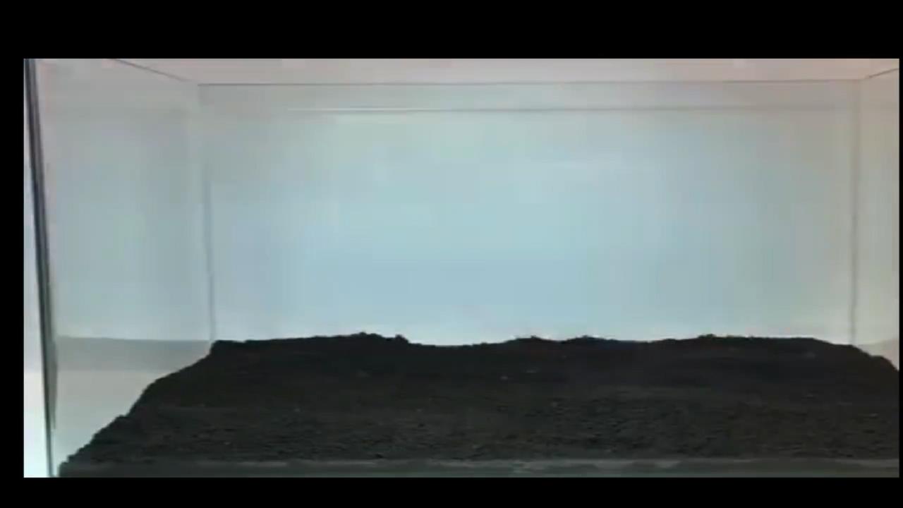 40*40原生莫斯草缸造景作品,鱼缸造景效果图草缸怎么才能通透