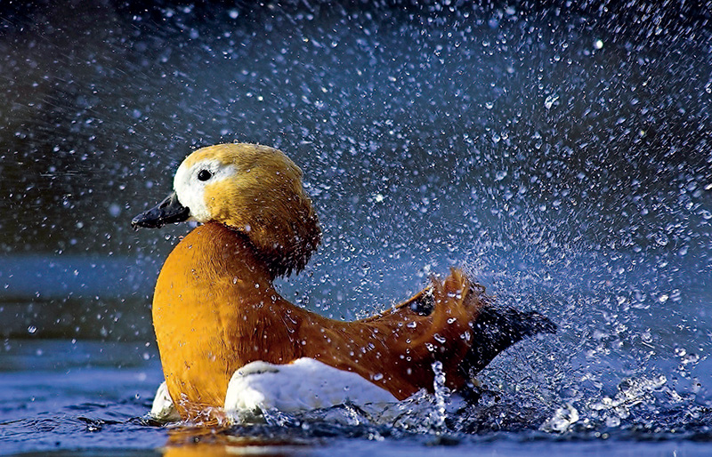 鎯犳儬鎽勫奖浣滃搧娆ｈ祻,鎯犳媿鎽勫奖