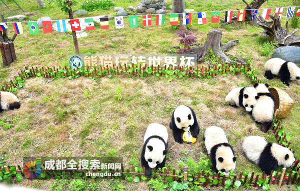 大熊猫第一场比赛,108只大熊猫亮相伦敦奥运会