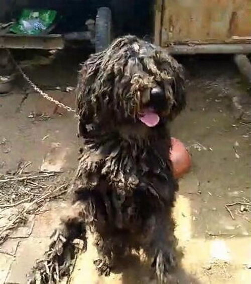 关于养泰迪狗的知识,都说养宠物的人情商高温柔体贴