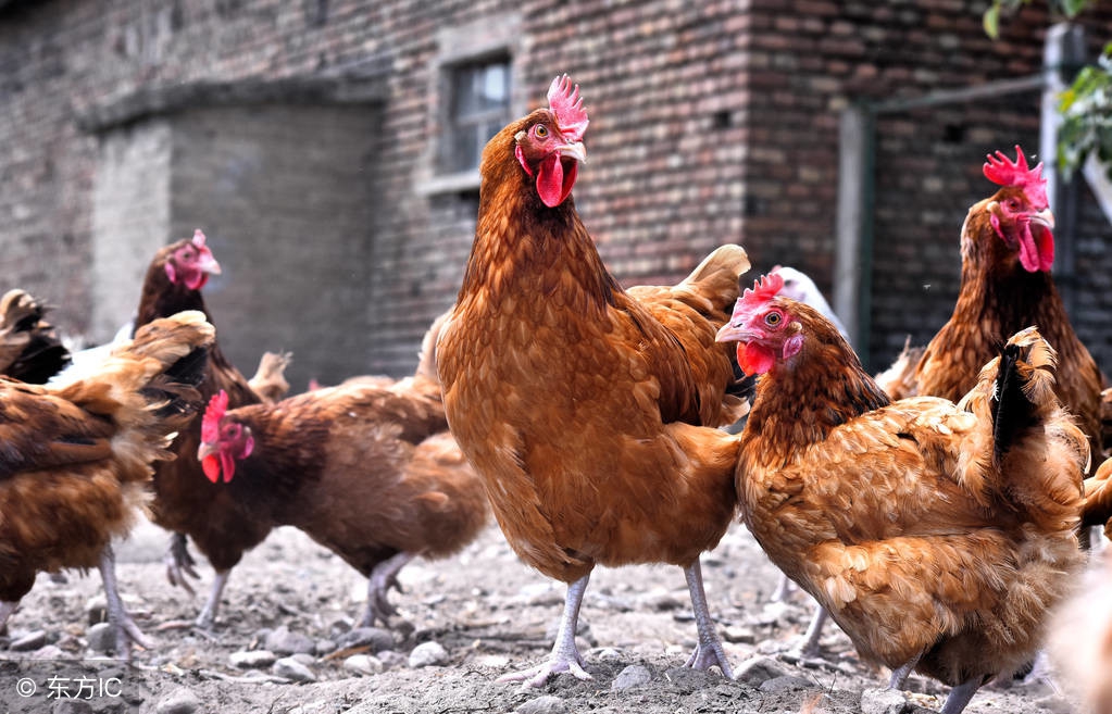 雨季养鸡管理,鸡场管理最新方法