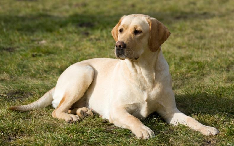 养狗新手入门必知拉布拉多怎么养,奉劝养狗的朋友千万别养拉布拉多