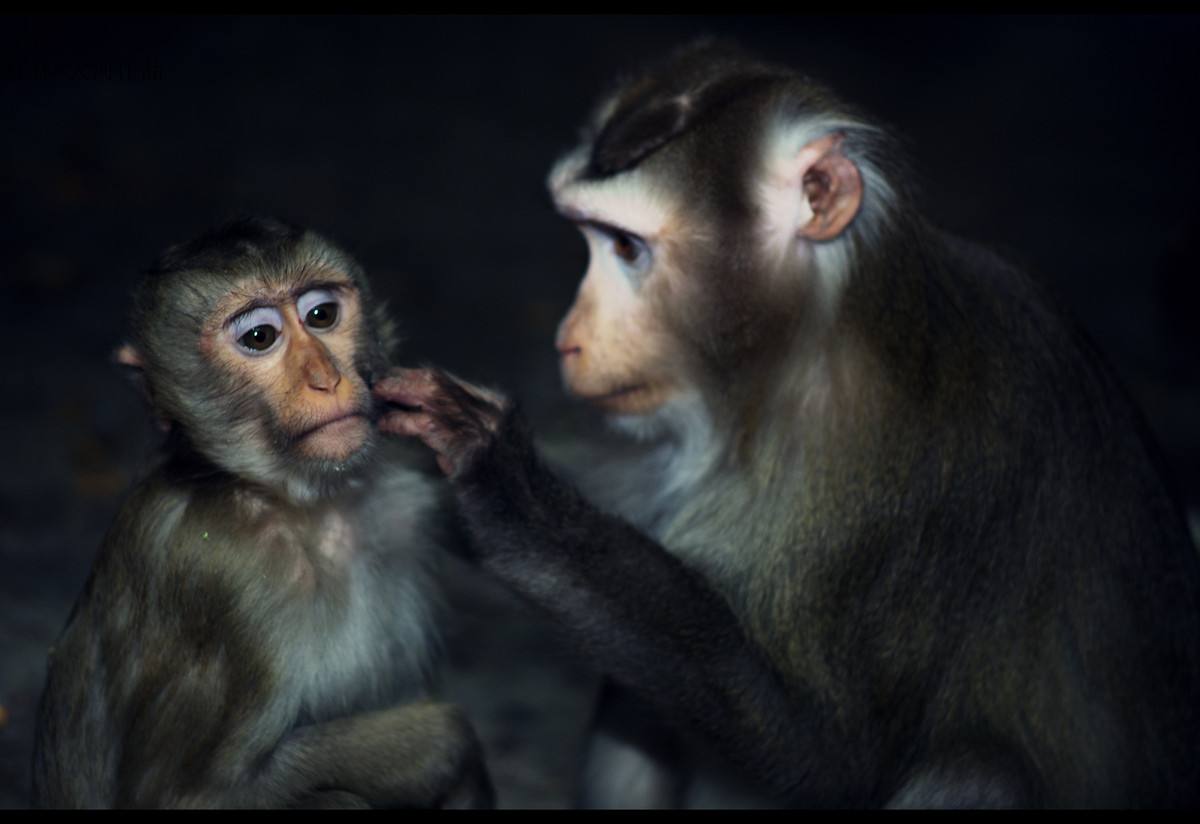 青蛙妈妈救幼崽,青蛙妈妈挖洞让小蝌蚪流失大海