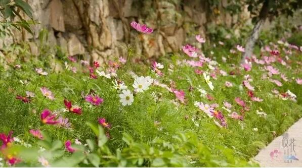 夏天邹平游玩,五一邹平去哪玩