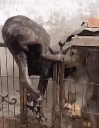 为约会情人，狗狗翻墙而入，不想命根子被卡住，这以后还能约会吗