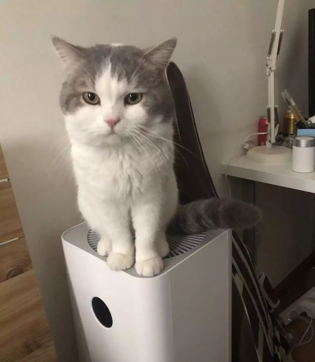 不养猫不爱狗,不养猫不养狗还可以养什么宠物