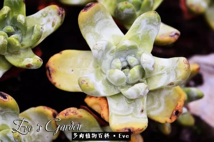 仙女杯多肉植物,拇指仙女杯也叫帕奇飞图吗