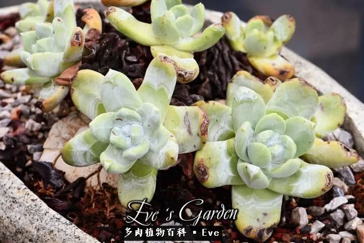 仙女杯多肉植物,拇指仙女杯也叫帕奇飞图吗