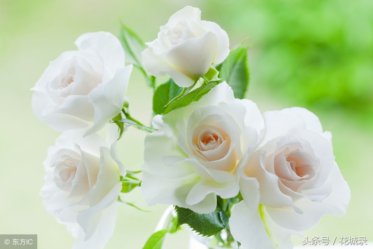 只知道母亲要送花而不知道父亲节也可以送花，快看看适合送的花吧