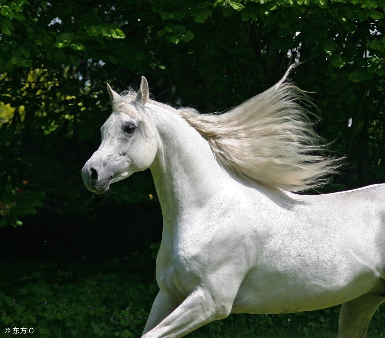 端午节出生的生肖马,端午后生肖马运势如何看