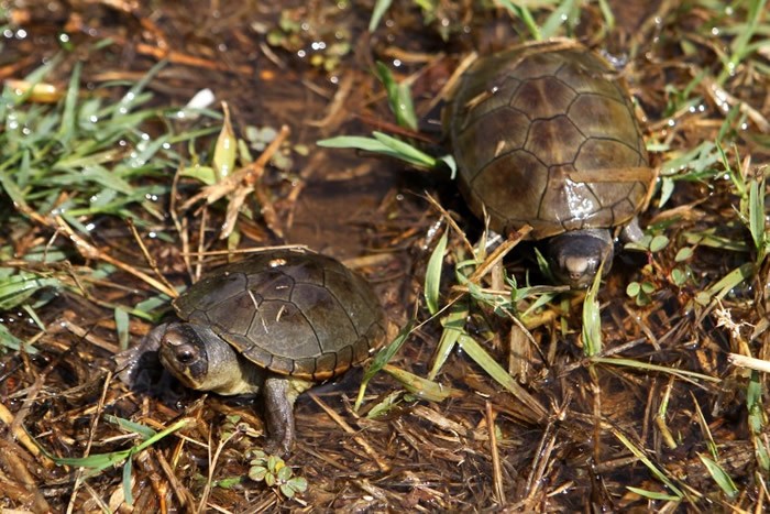 墨西哥巨型的乌龟,墨西哥乌龟长啥样
