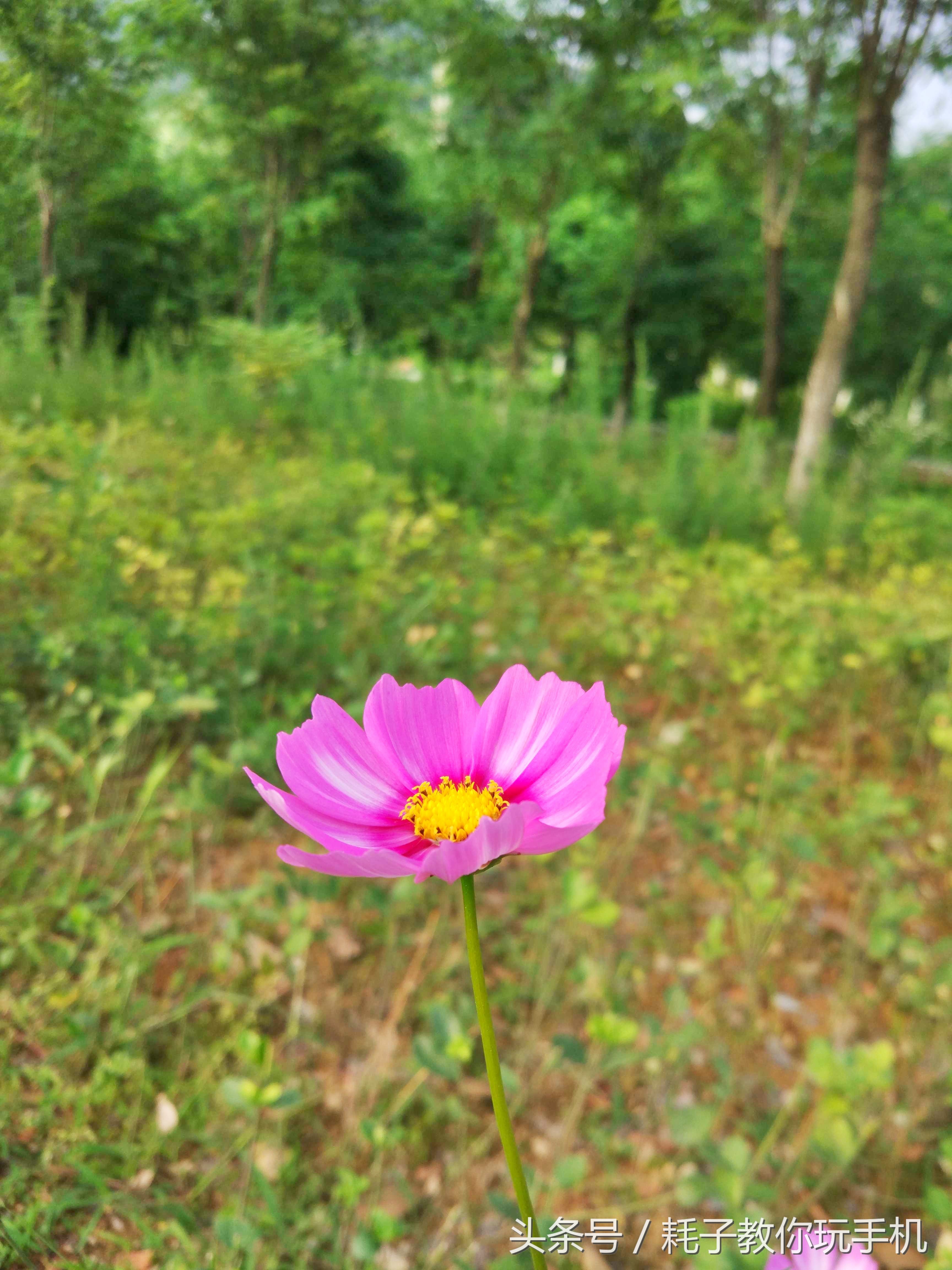 小米10升级miui14后的拍照咋样,小米5拍照为什么强