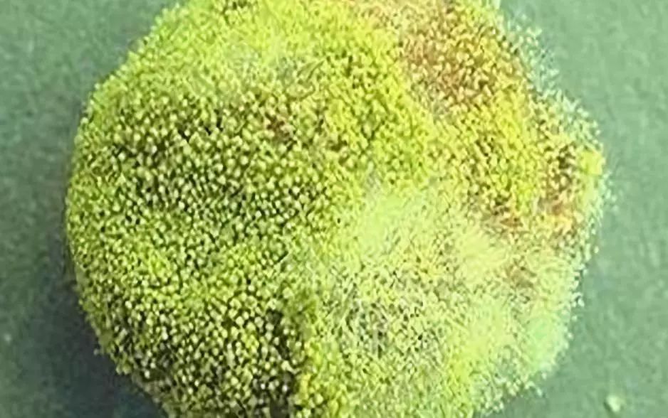 它的毒性是*霜砒**的68倍，开水煮不死！你家厨房可能也有