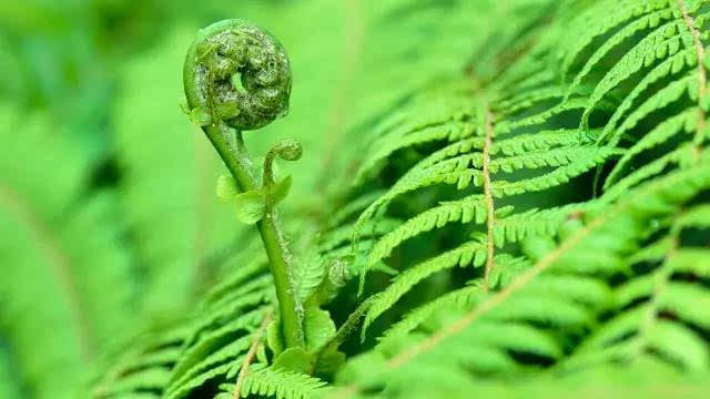 农村田埂上的这种野草,农村的这种随处可见的野草