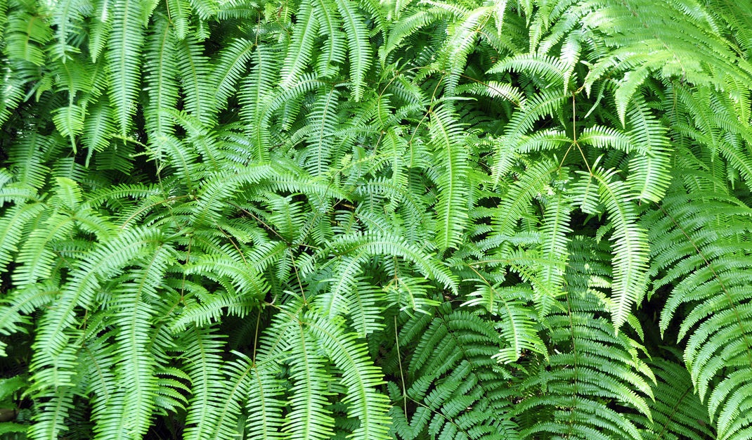 农村田埂上的这种野草,农村的这种随处可见的野草