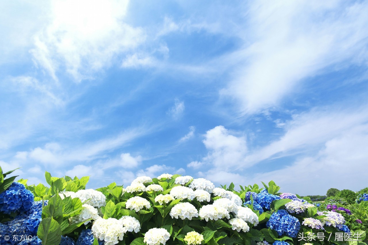 夏天凉饮养生,养生夏天忌寒凉