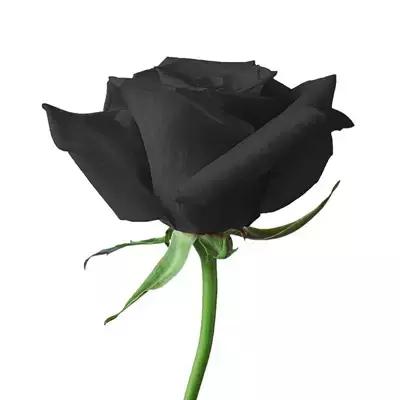 送你1314朵玫瑰图片,送你100朵玫瑰花